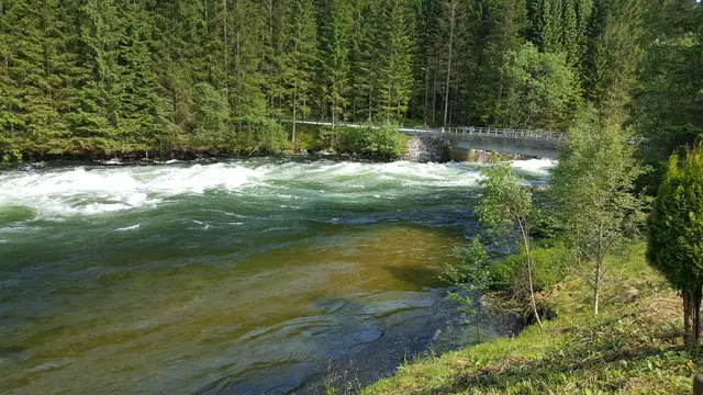 Gaula mellom granskogen