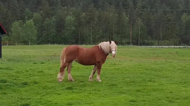 Hest på beite