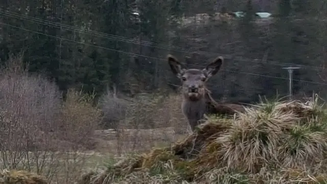 Hjort i skogkanten