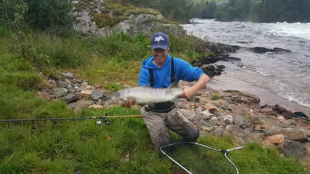 Laks fra Gaula